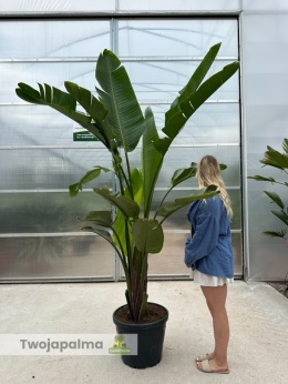 Strelitzia/Strelicja nicolai wys. całkowita z donicą: ok. 270cm