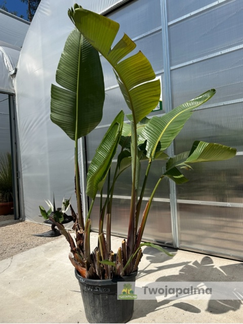 Strelitzia/Strelicja nicolai wys. całkowita z donicą: ok. 280cm SN03