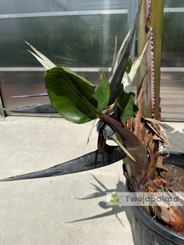 Strelitzia/Strelicja nicolai wys. całkowita z donicą: ok. 280cm SN03