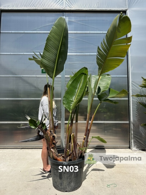 Strelitzia/Strelicja nicolai wys. całkowita z donicą: ok. 280cm SN03