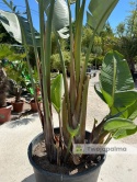 Strelitzia/Strelicja nicolai wys. całkowita z donicą: ok. 380cm SN02