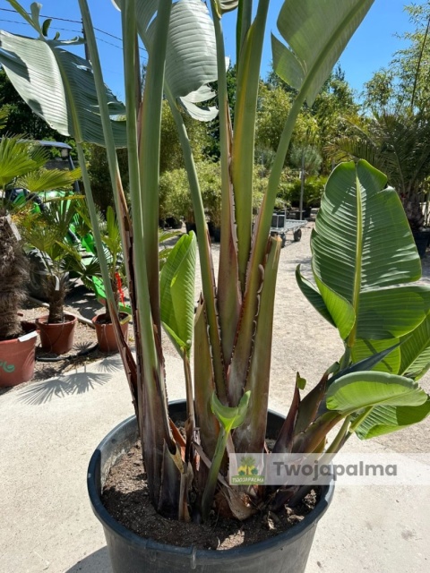 Strelitzia/Strelicja nicolai wys. całkowita z donicą: ok. 380cm SN02