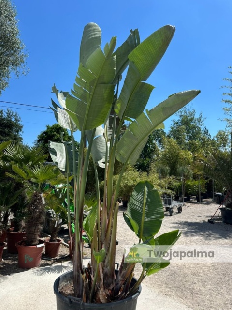 Strelitzia/Strelicja nicolai wys. całkowita z donicą: ok. 380cm SN02