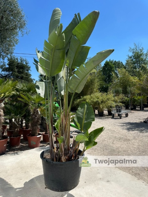 Strelitzia/Strelicja nicolai wys. całkowita z donicą: ok. 380cm SN02