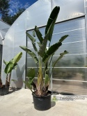 Strelitzia/Strelicja nicolai wys. całkowita z donicą: ok. 380cm SN02
