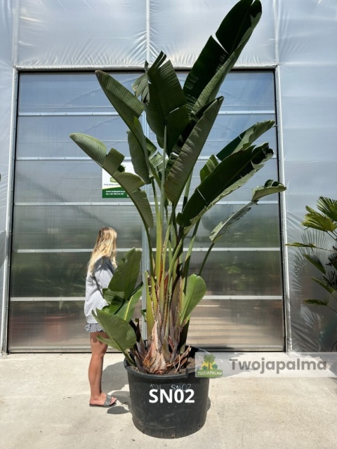 Strelitzia/Strelicja nicolai wys. całkowita z donicą: ok. 380cm SN02