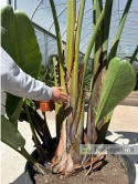 Strelitzia/Strelicja nicolai wys. całkowita z donicą: ok. 380cm SN02