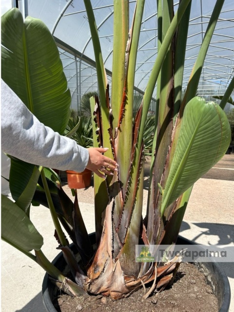 Strelitzia/Strelicja nicolai wys. całkowita z donicą: ok. 380cm SN02