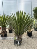 Yucca Faxoniana wysokość całkowita z donicą: 160-170cm