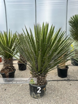 Yucca Faxoniana wysokość całkowita z donicą: 160-170cm