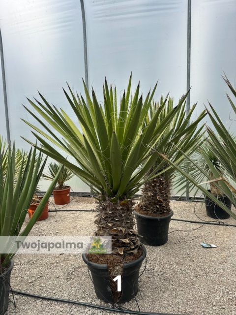 Yucca Faxoniana wysokość całkowita z donicą: 160-170cm