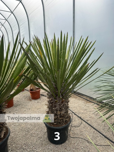 Yucca Faxoniana wysokość całkowita z donicą: 160-170cm