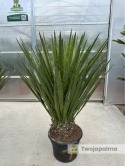 Yucca Faxoniana wysokość rośliny: 160-170cm