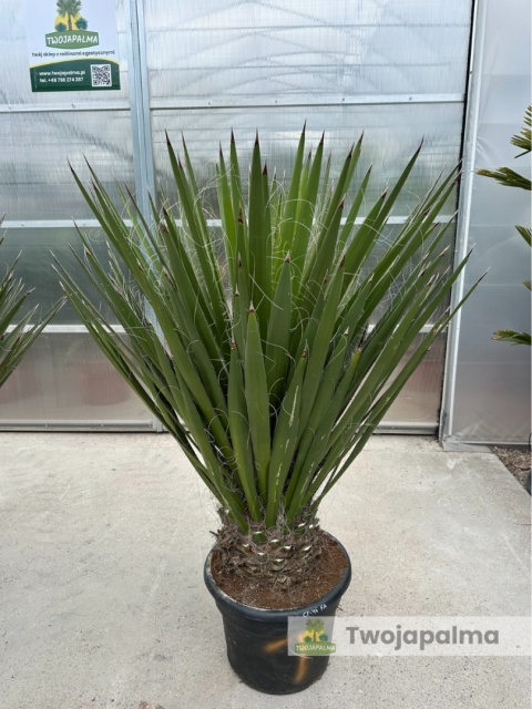 Yucca Faxoniana wysokość rośliny: 160-170cm