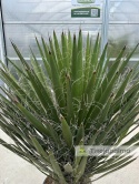 Yucca Faxoniana wysokość rośliny: 160-170cm