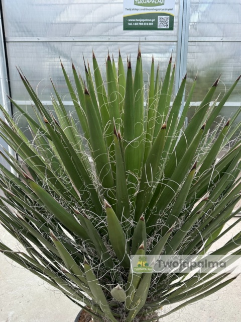 Yucca Faxoniana wysokość rośliny: 160-170cm