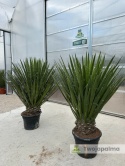 Yucca Faxoniana wysokość rośliny: 160-170cm
