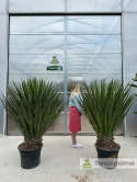 Yucca Faxoniana wysokość rośliny: 160-170cm