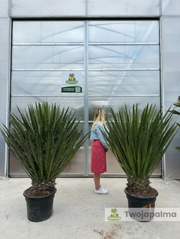 Yucca Faxoniana wysokość całkowita z donicą: 160-170cm