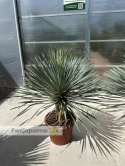 Yucca Rostrata wys. całkowita: ok.140-160cm
