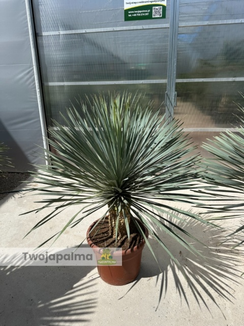 Yucca Rostrata wys. całkowita: ok.140-160cm