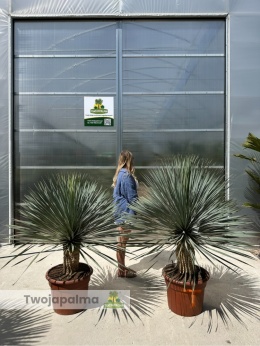 Yucca Rostrata wys. całkowita: ok.140-160cm