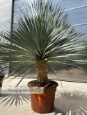 Yucca Rostrata wys. całkowita: ok.140-160cm