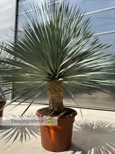 Yucca Rostrata wys. całkowita: ok.140-160cm