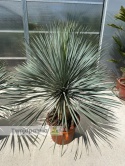 Yucca Rostrata wys. całkowita: ok.140-160cm