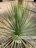 Yucca Rostrata wys. całkowita: ok. 90cm YR2