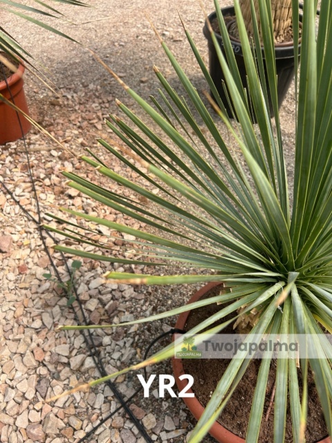 Yucca Rostrata wys. całkowita: ok. 90cm YR2