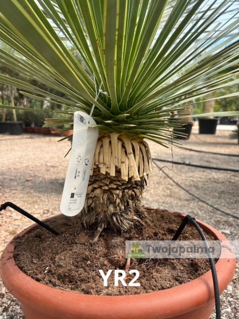 Yucca Rostrata wys. całkowita: ok. 90cm YR2
