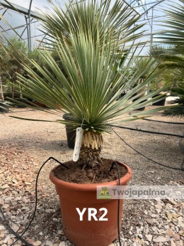 Yucca Rostrata wys. całkowita: ok. 90cm YR2