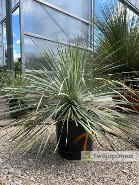 Yucca Rostrata, wys. całkowita: ok. 70-90cm - ostatnie sztuki