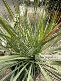 Yucca Rostrata, wys. całkowita: ok. 70-90cm podwójne - ostatnie sztuki