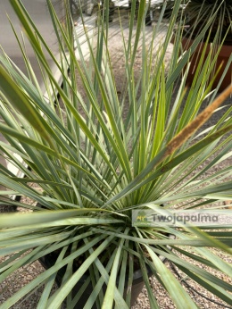 Yucca Rostrata, wys. całkowita: ok. 70-90cm podwójne - ostatnie sztuki