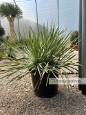 Yucca Rostrata, wys. całkowita: ok. 70-90cm podwójne - ostatnie sztuki