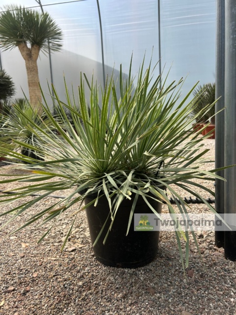 Yucca Rostrata, wys. całkowita: ok. 70-90cm podwójne - ostatnie sztuki