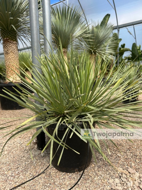 Yucca Rostrata, wys. całkowita: ok. 70-90cm podwójne - ostatnie sztuki