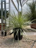 Yucca Rostrata, wys. całkowita: ok. 70-90cm podwójne - ostatnie sztuki