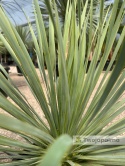 Yucca Rostrata, wys. całkowita: ok. 70-90cm - ostatnie sztuki