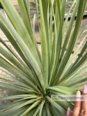 Yucca Rostrata, wys. całkowita: ok. 70-90cm - ostatnie sztuki