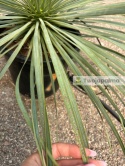Yucca Rostrata, wys. całkowita: ok. 70-90cm - ostatnie sztuki