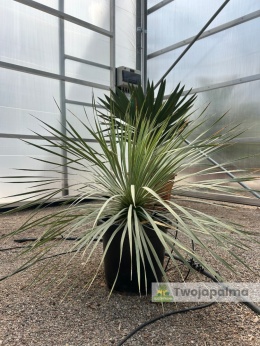 Yucca Rostrata, wys. całkowita: ok. 70-90cm - ostatnie sztuki