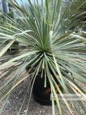 Yucca Rostrata, wys. całkowita: ok. 70-90cm - ostatnie sztuki