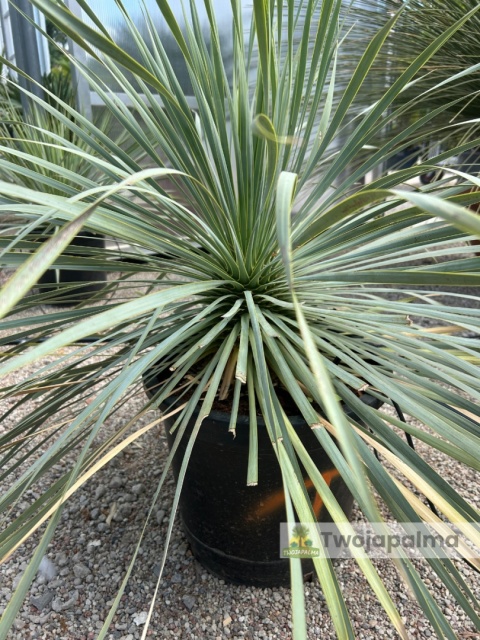 Yucca Rostrata, wys. całkowita: ok. 70-90cm - ostatnie sztuki