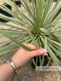 Yucca Rostrata, wys. całkowita: ok. 70-90cm - ostatnie sztuki