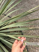Yucca Rostrata, wys. całkowita: ok. 70-90cm - ostatnie sztuki