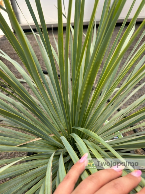 Yucca Rostrata, wys. całkowita: ok. 70-90cm - ostatnie sztuki