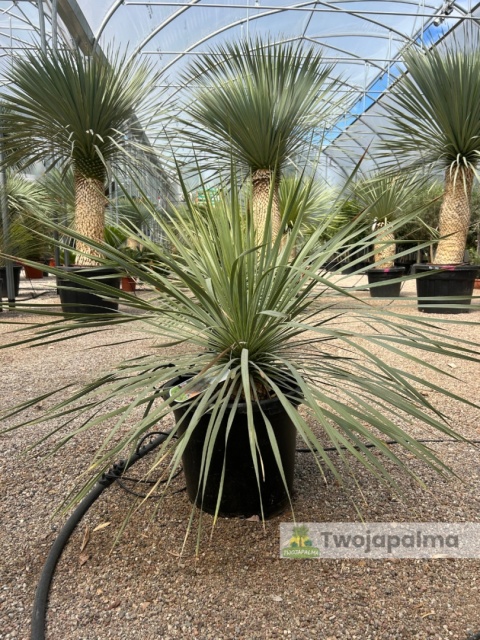 Yucca Rostrata, wys. całkowita: ok. 70-90cm - ostatnie sztuki